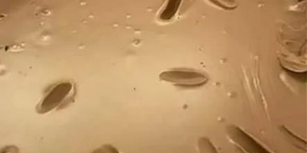 Bear Bait peanut butter 5gal. bucket
ask for details