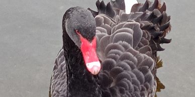 A black swan