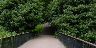 Bridge into the forest