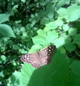 Wood butterfly on green leave. Photo b Richard Price
