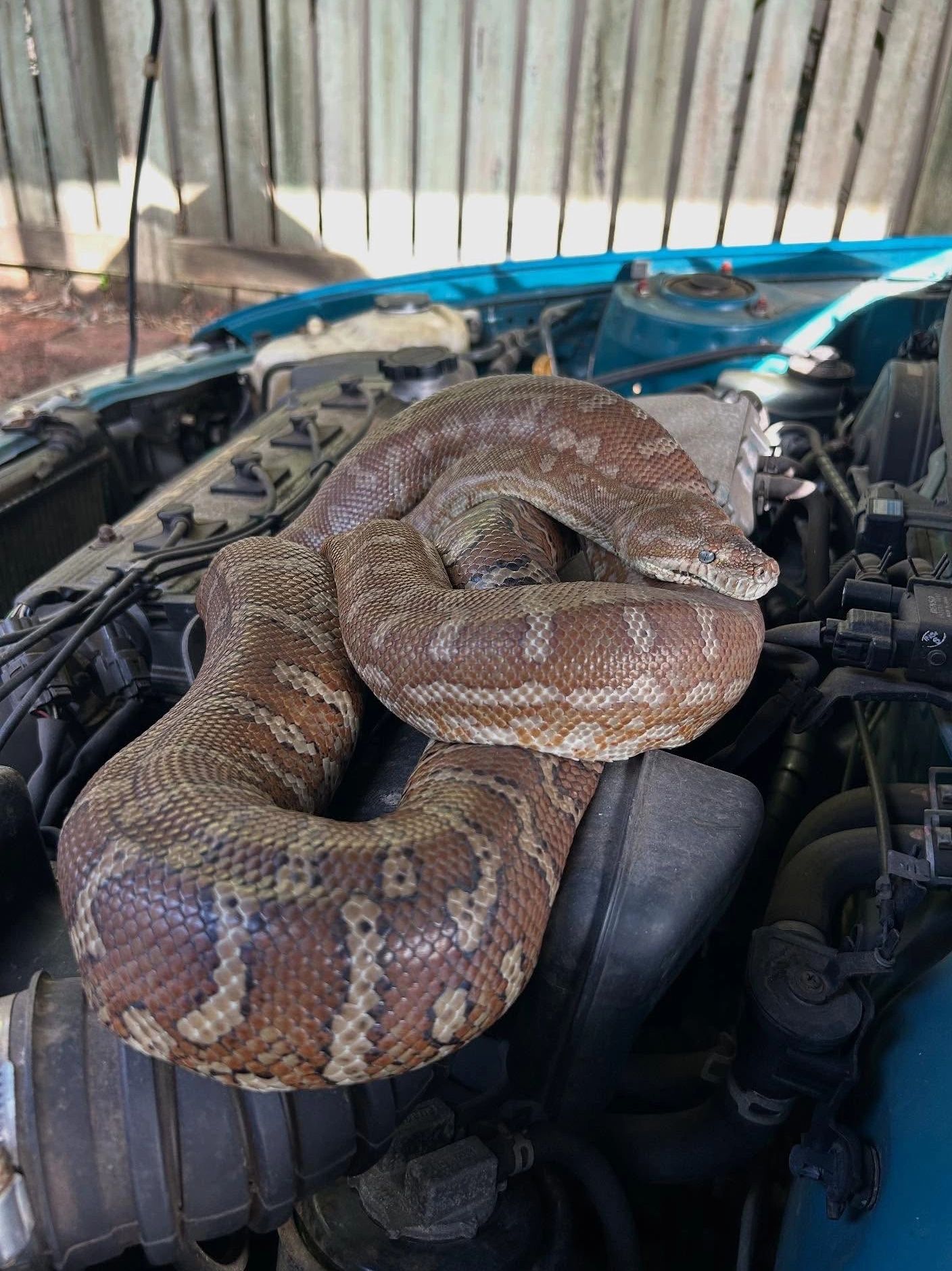 A large snake coiled inside a car engine compartment.