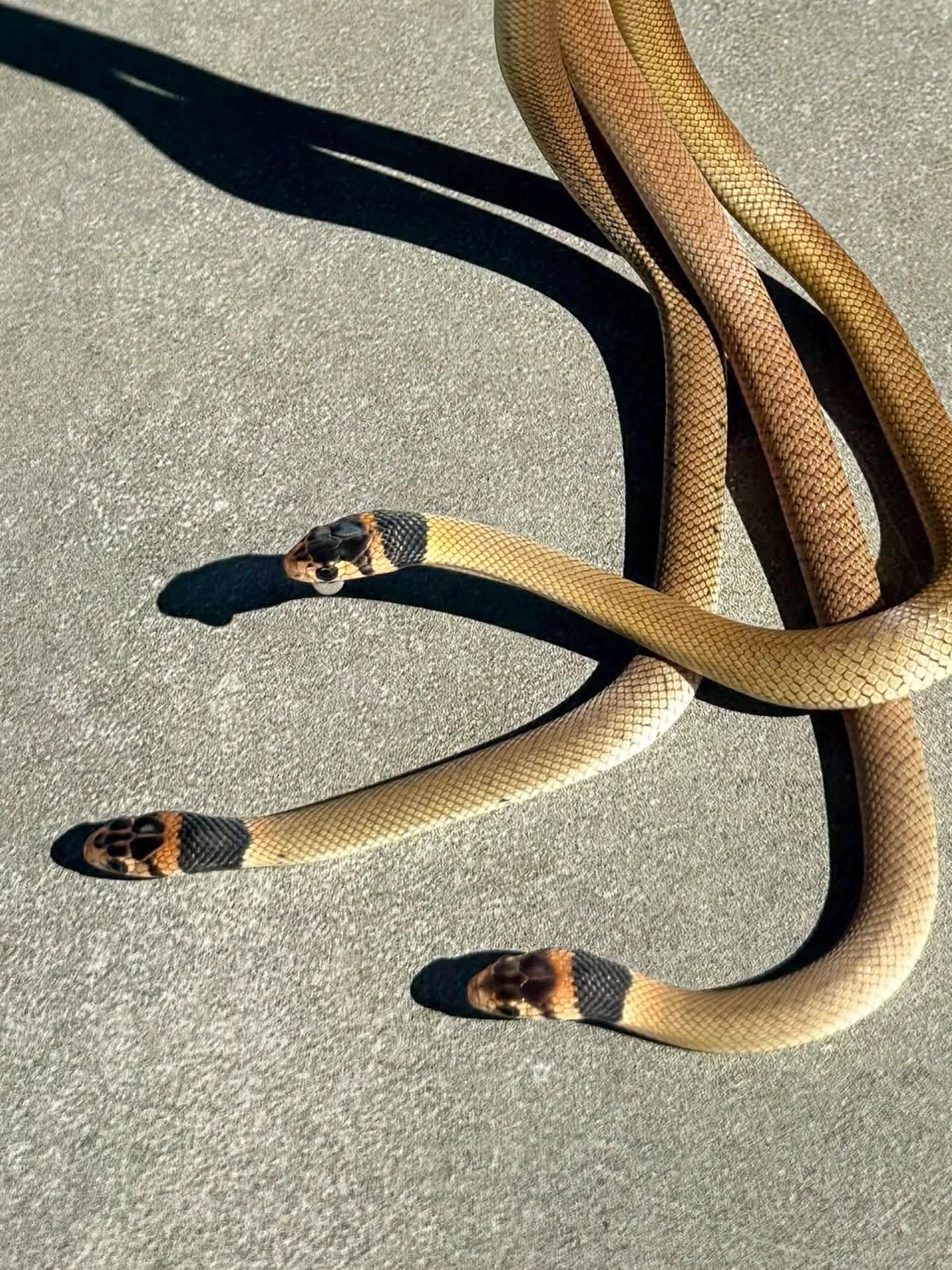 Snake with three heads on pavement.