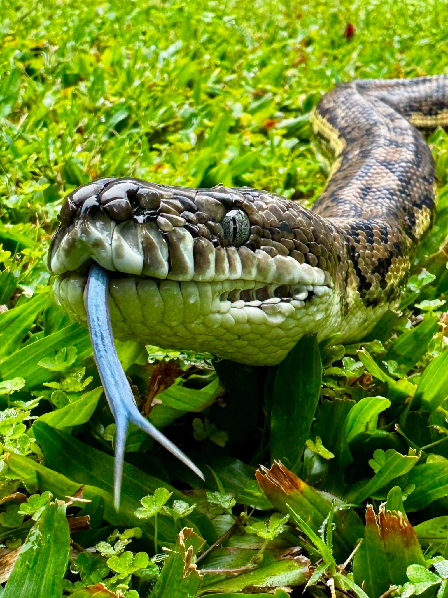 Close-up of a snake with its tongue out in green grass.