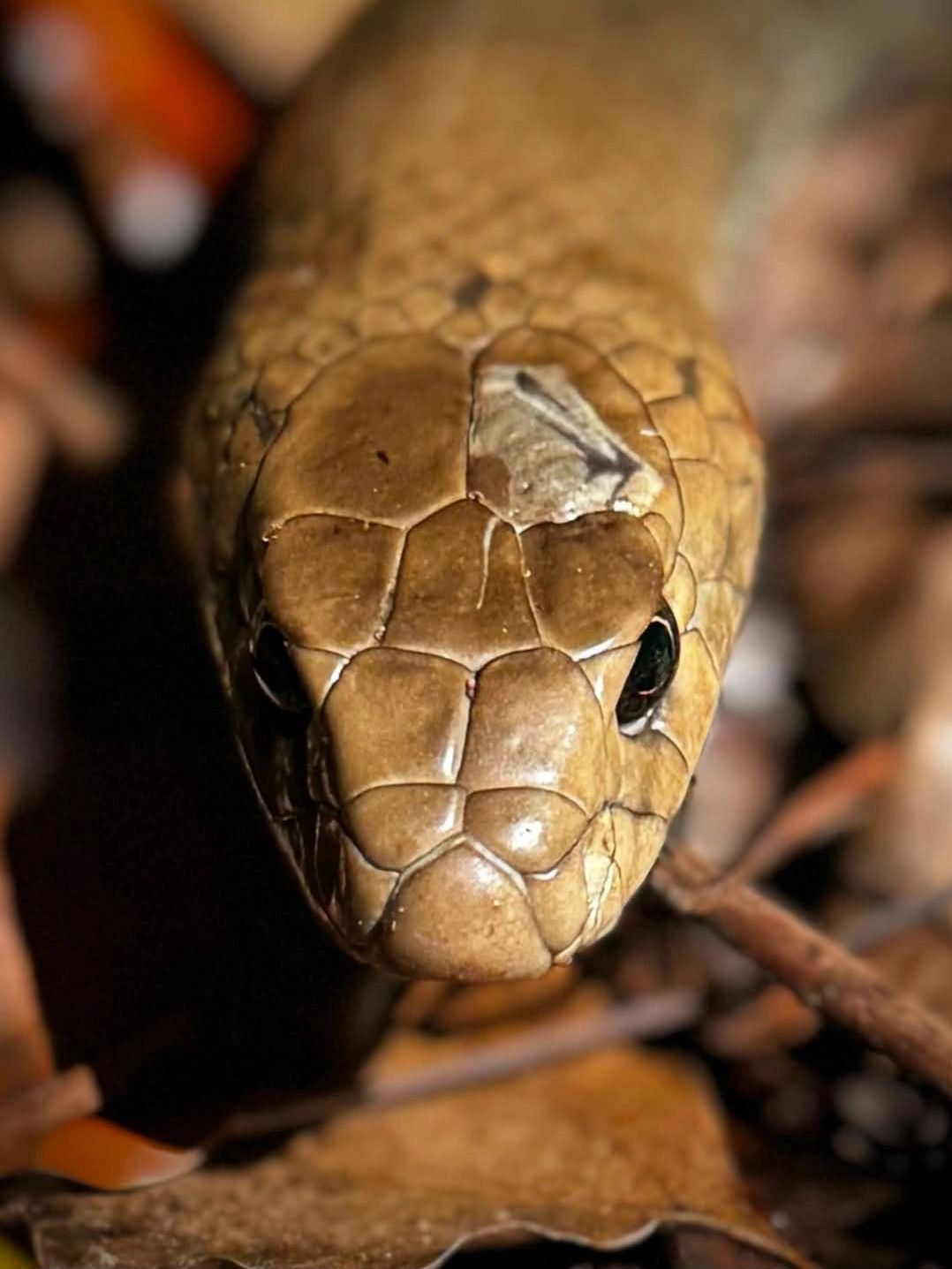 Close-up of a brown snake's face.