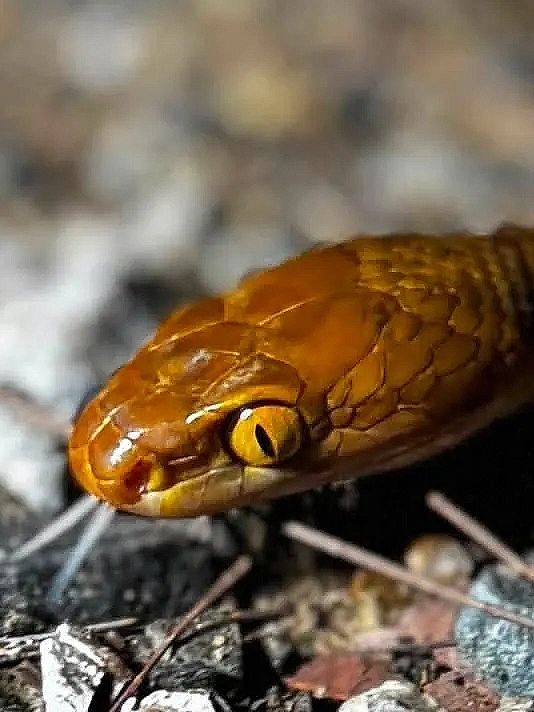 Close-up of an orange snake head with striking yellow eyes.