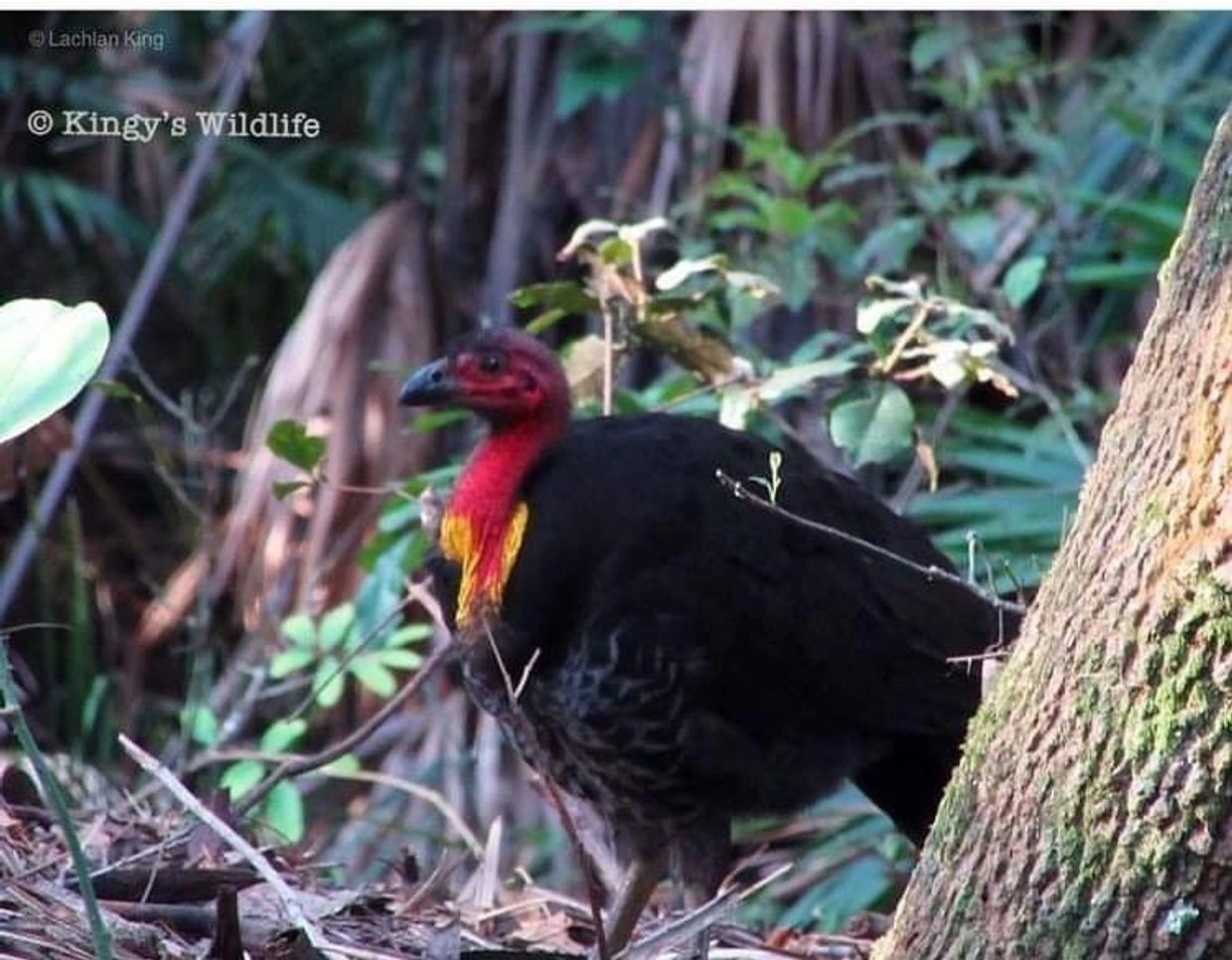 turkey relocation brisbane
turkey catcher brisbane