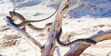 snake catcher brisbane