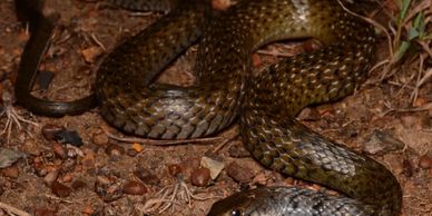 snake catcher brisbane