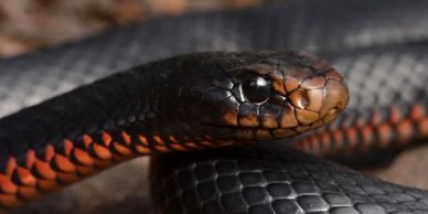 moreton bay snake catcher