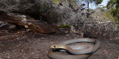 snake catchers brisbane