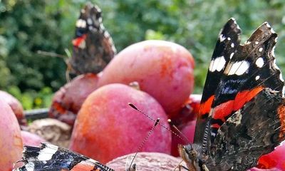 Some butterflies sip alcohol-rich fermented fruit to kill Parasites and improve gut health learn how