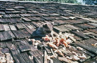 Raccoon damage repair is needed after raccoon removal in Austin Texas. Attic raccoon problems arise.