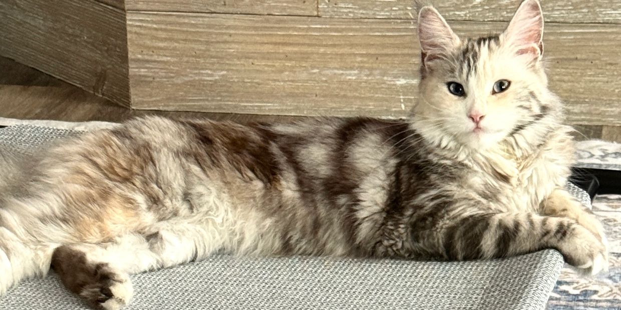Fluffy cat with striped fur lounging comfortably indoors.
