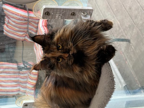 Fluffy tortoiseshell cat lounging on a perch by the window.
