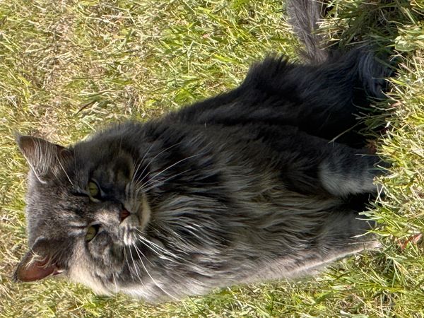 Fluffy gray tabby cat sitting in a grassy field.