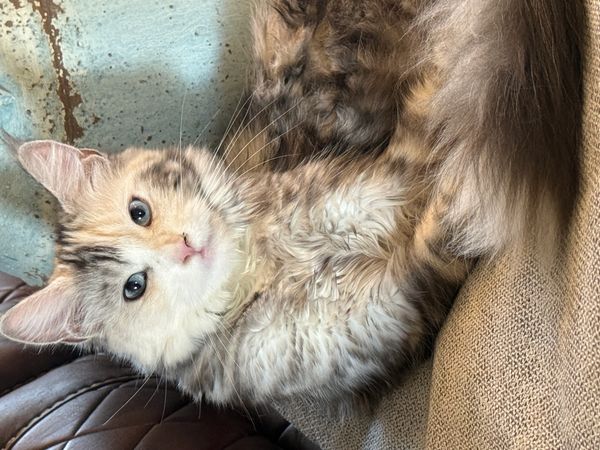 Fluffy multicolored cat relaxing on a cushion.