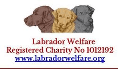 Labrador Welfare
