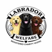 Labrador Welfare