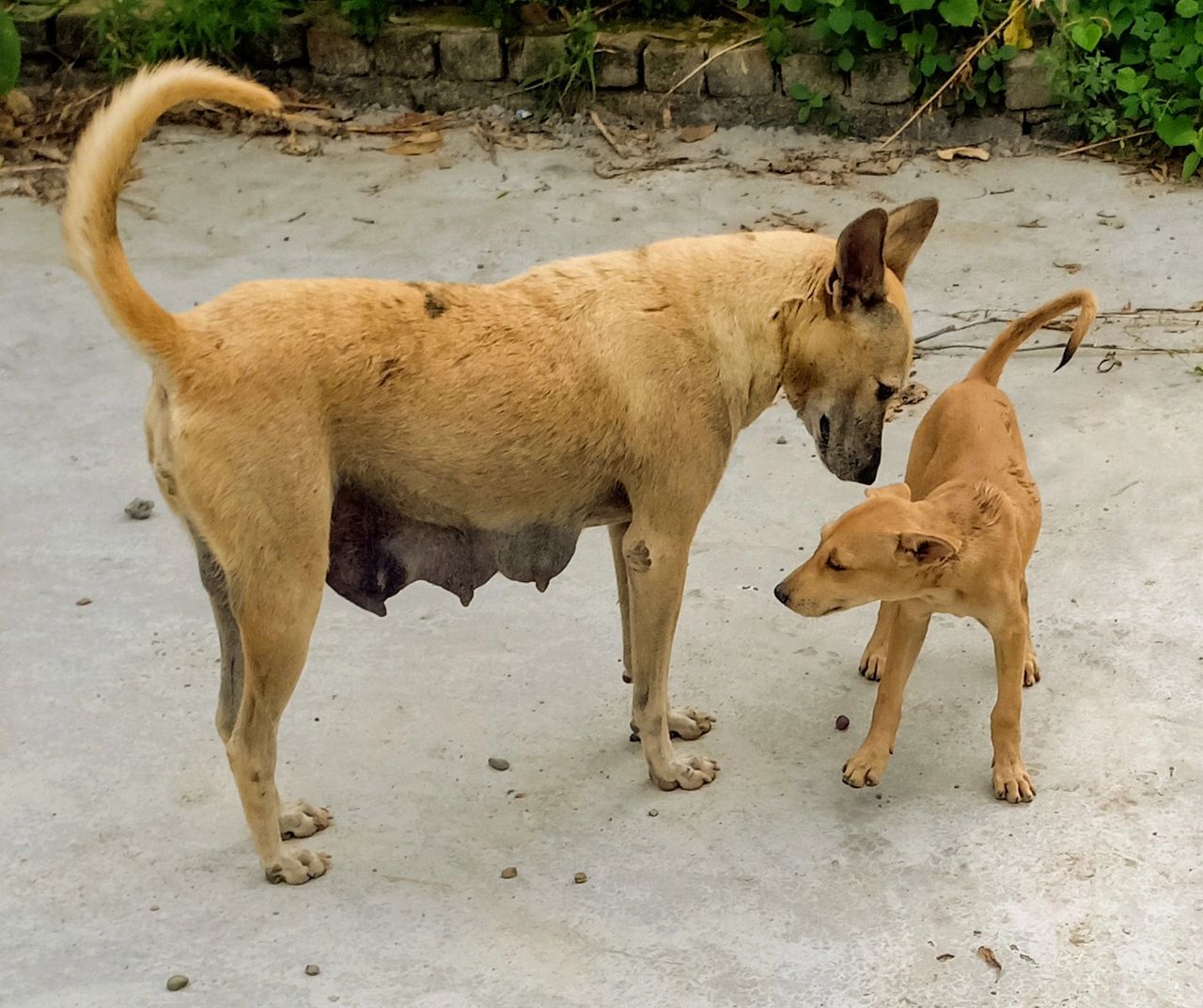 Plight of street dogs reported to Prime Minister Office Plight of street dogs reported to Prime Minister Office