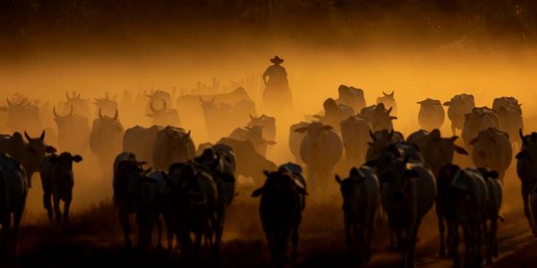 Silhouetted cowboy herding cattle through dusty golden light at sunset.