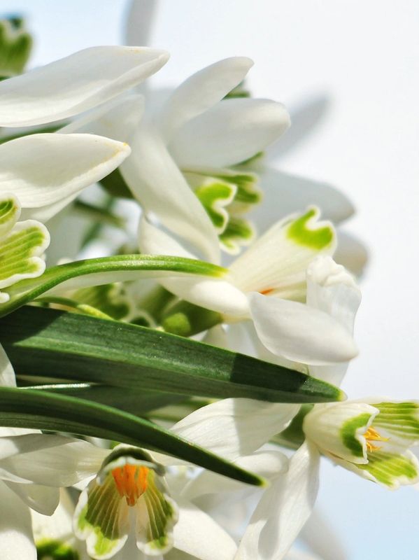 white flowers with the word happiness