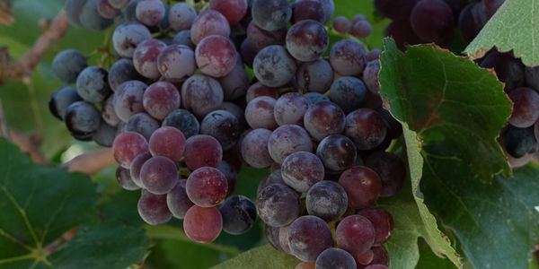 Clusters of ripening grapes hanging on the vine amid green leaves.