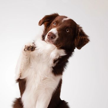 邊境牧羊犬