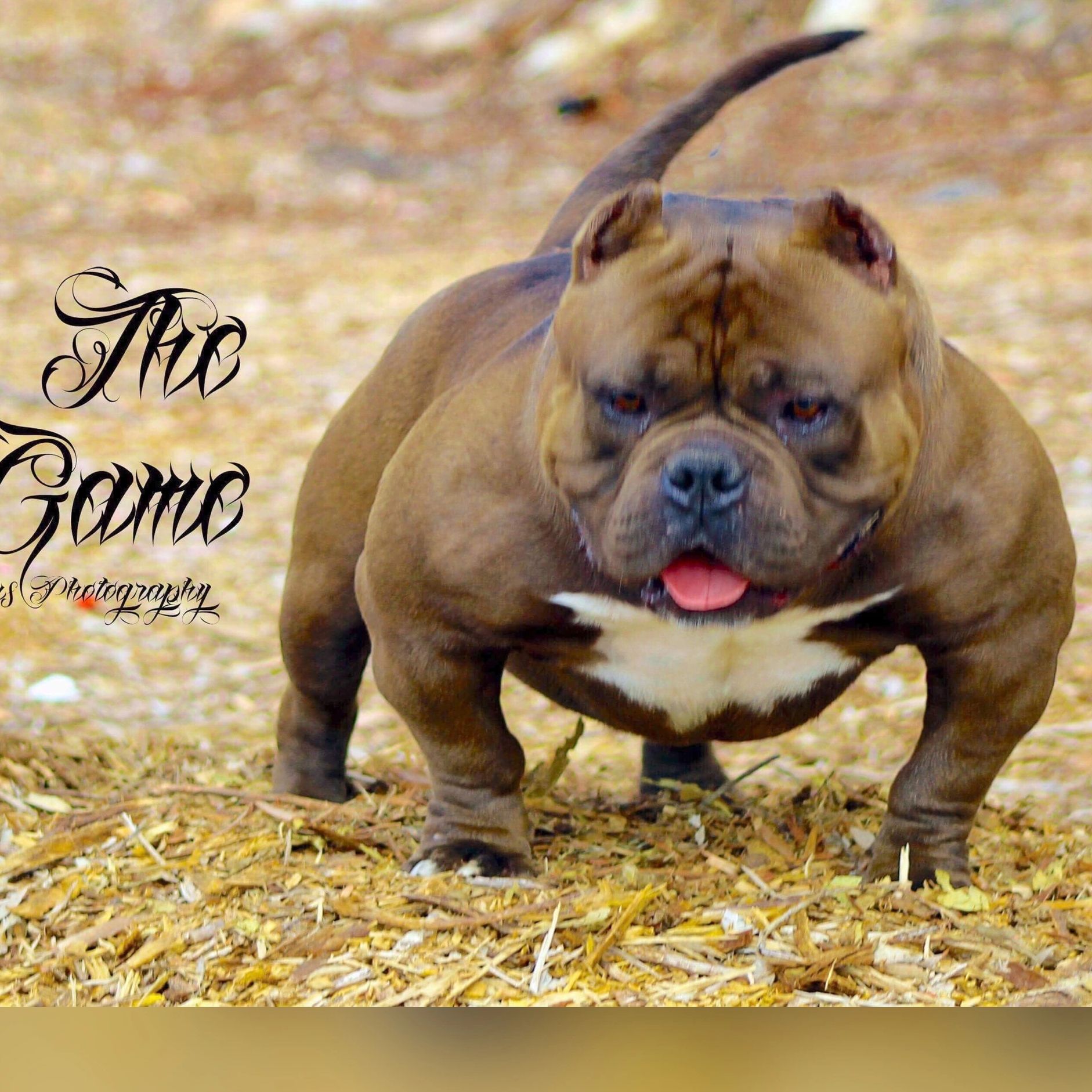 The Foundation of my yard .. UltimateBullyz The Game .. 