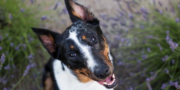 Happy Dog