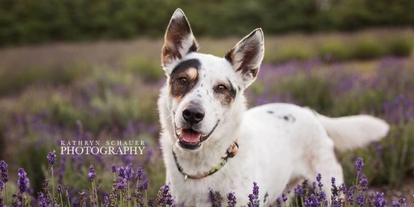 dog treats pet photography support local small businesses