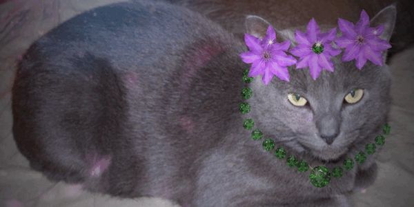 Kitty wearing necklace and flower tiara