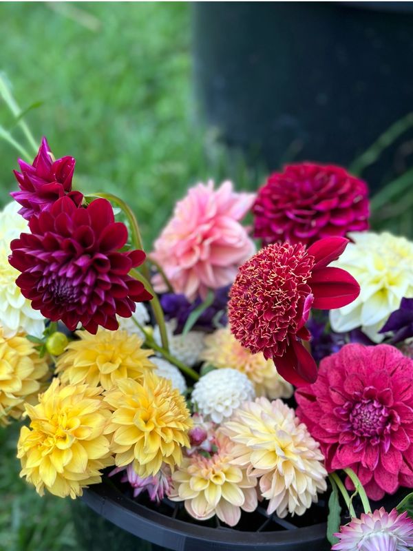 Rosewood Cottage Wholesale Locally Grown Seasonal Flowers Canberra, Canberra Micro Flower Grower