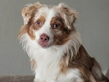 A calm dog with brown and white fur.