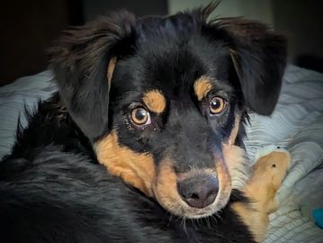 Close-up of a black and tan puppy with soulful eyes.