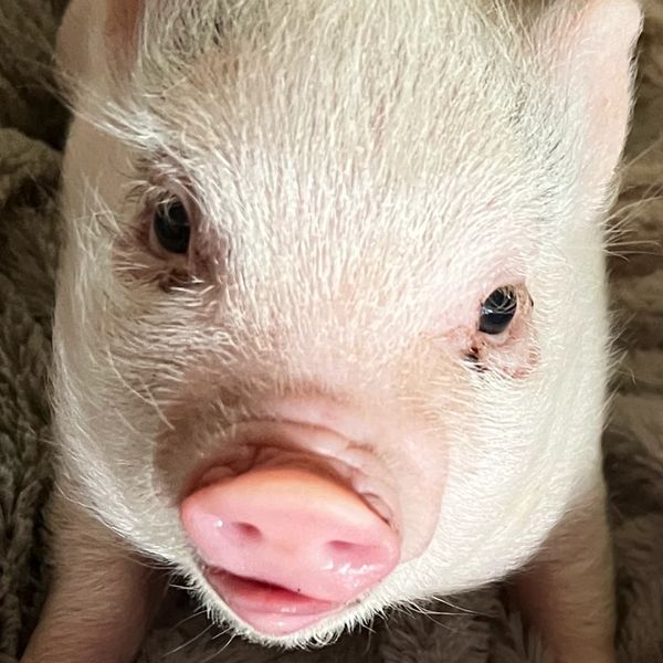 Close-up of a piglet's face with pink snout.