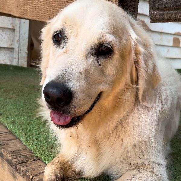 Close-up of a happy Golden Retriever.