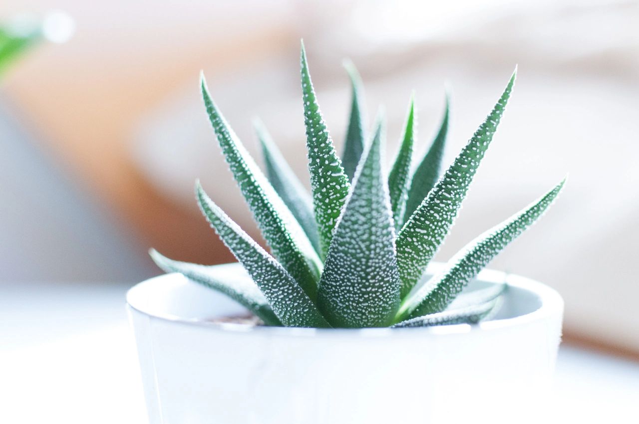 Howorthia House Plant