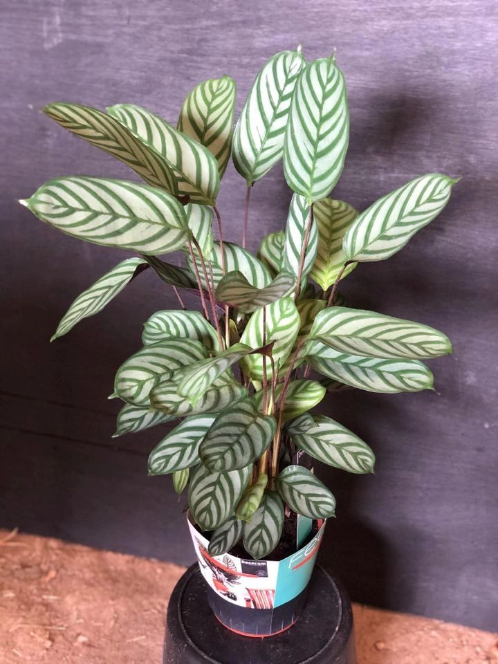 Calathea House Plant, Safe pet plants