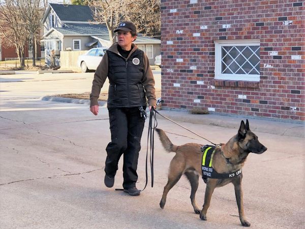 A woman walks a working K9 dog on a leash near a brick building.