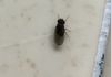 Filth Fly - spawn from organic waste, unsanitary wet conditions