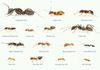Ants
