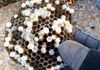 Paper wasp eggs