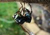 Paper Wasp - Very aggressive
