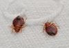 Bed bugs 