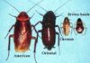 Roaches