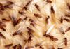 Swarming Termites generally can swarm in homes from March to May
