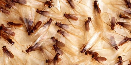 Swarming Termites