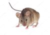 Field Mouse (common house mouse)