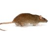 Norway Rat (most common in NYC)