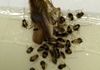Female German roach with babies